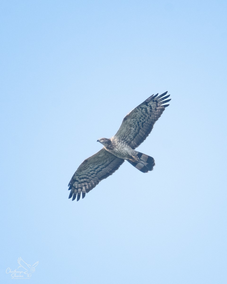 Oriental Honey-buzzard - ML646290637
