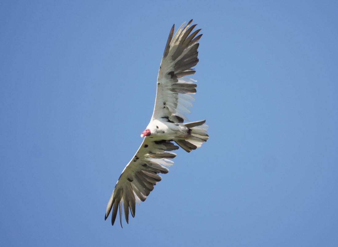 Turkey Vulture - ML646290639