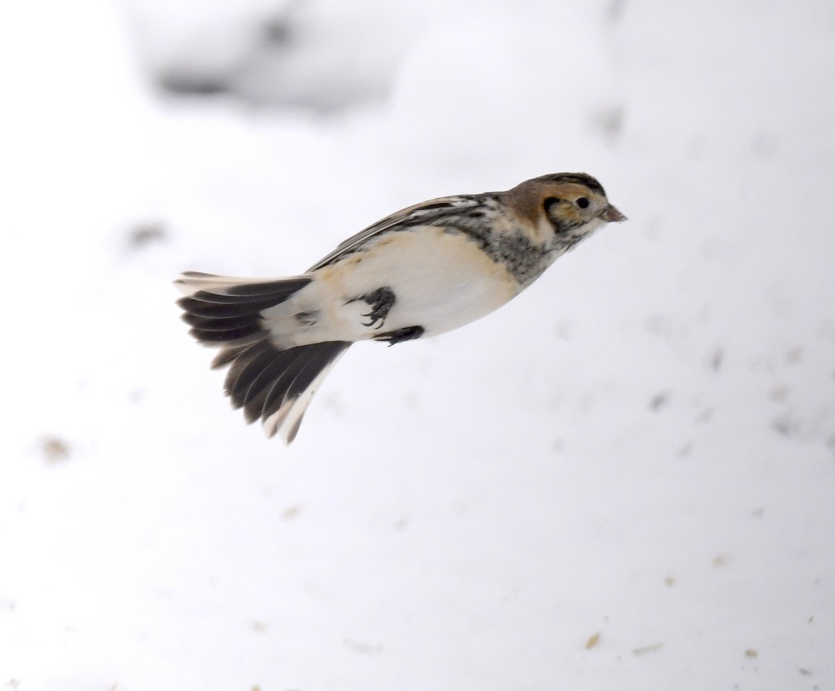 Lapland Longspur - ML646290640