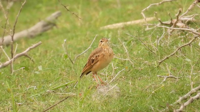 Paddyfield Pipit - ML646290641