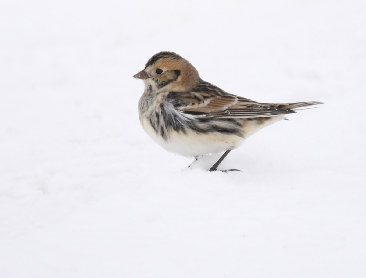 Lapland Longspur - ML646290642