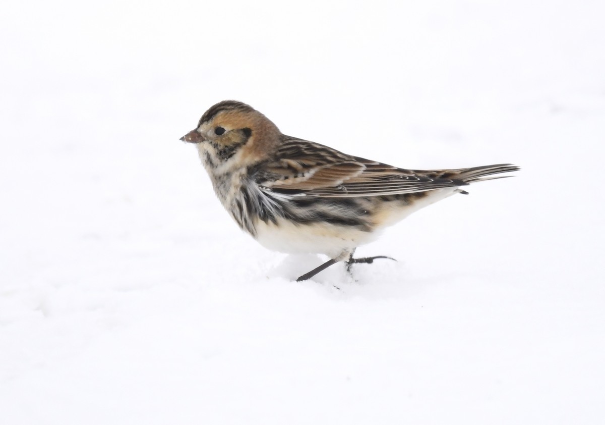 Lapland Longspur - ML646290643