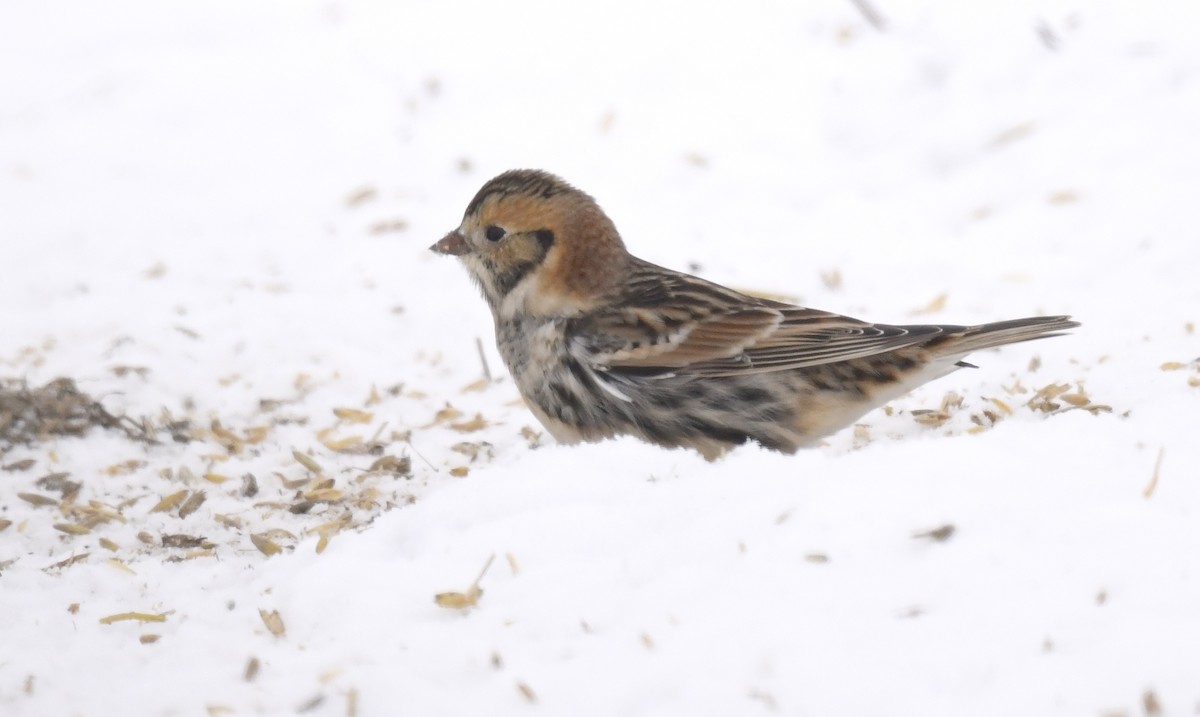 Lapland Longspur - ML646290644
