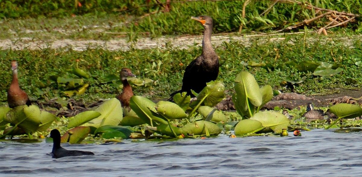 Double-crested Cormorant - ML646290645