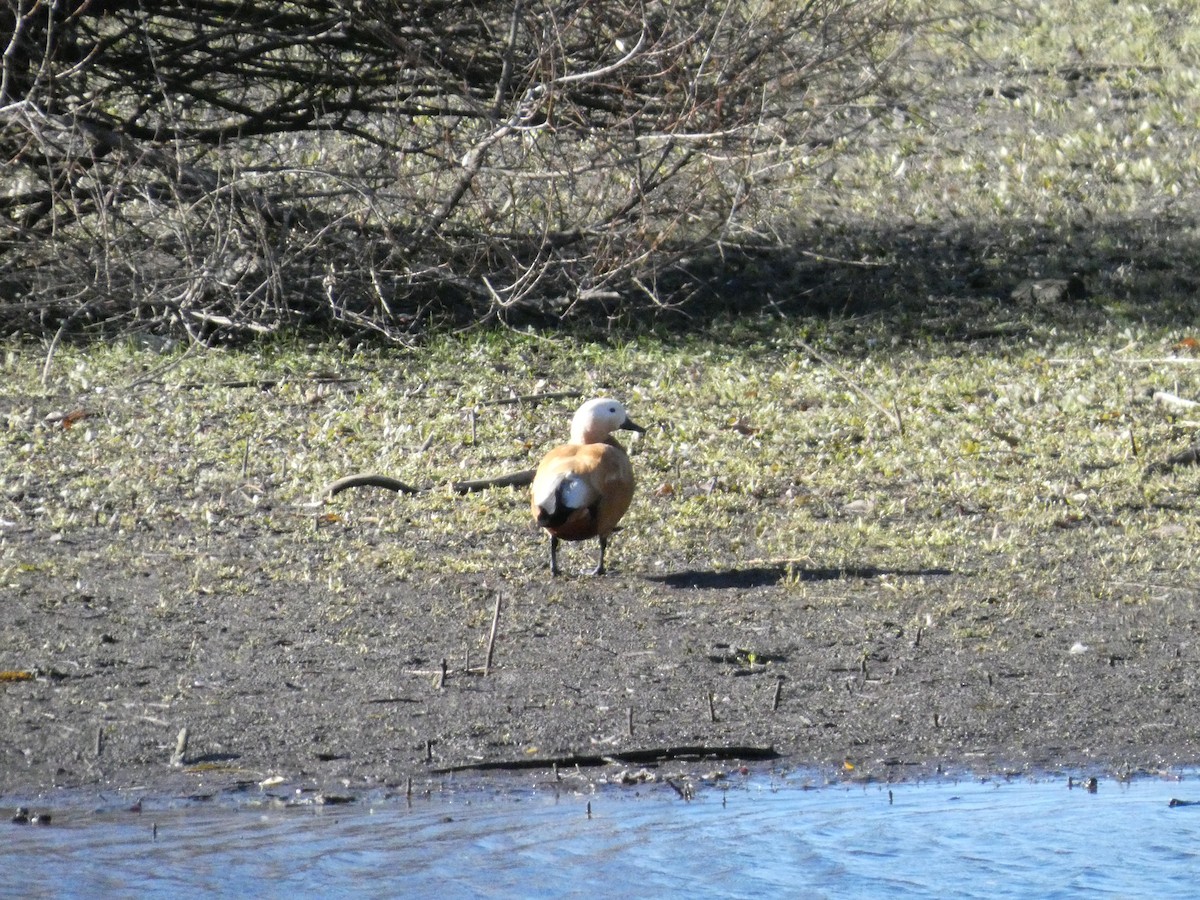 瀆鳧 - ML646290646