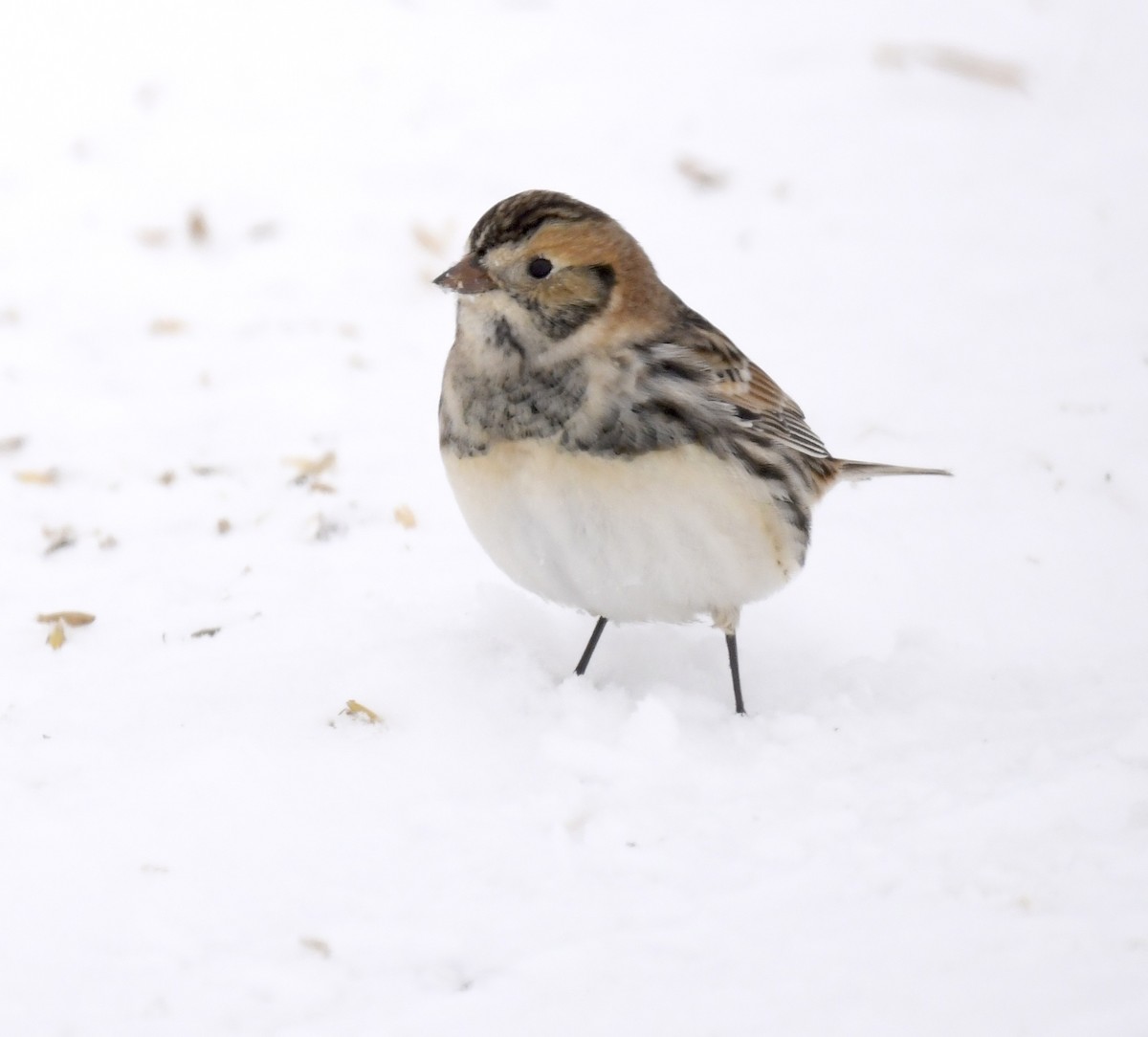 Lapland Longspur - ML646290648