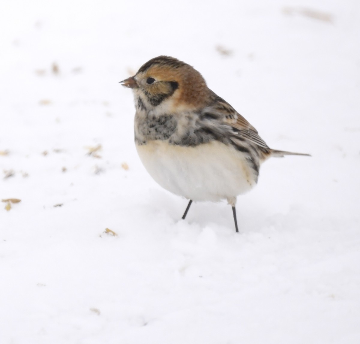Lapland Longspur - ML646290649