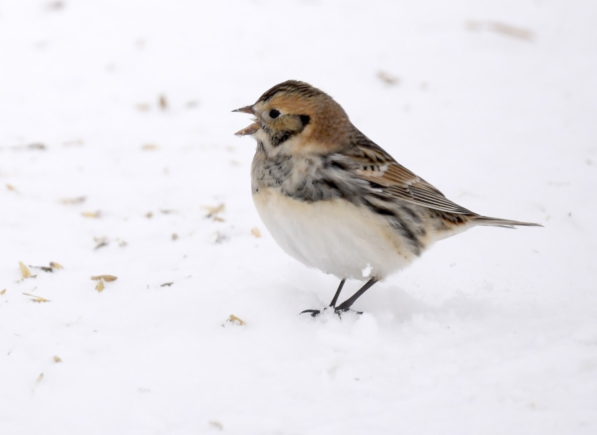 Lapland Longspur - ML646290650