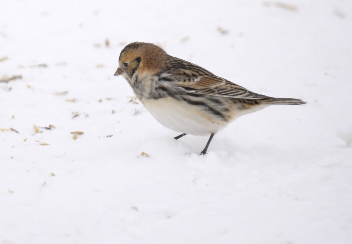 Lapland Longspur - ML646290651