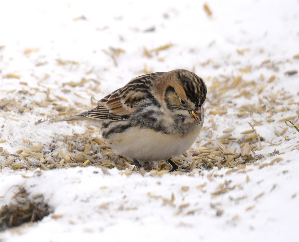 Lapland Longspur - ML646290652