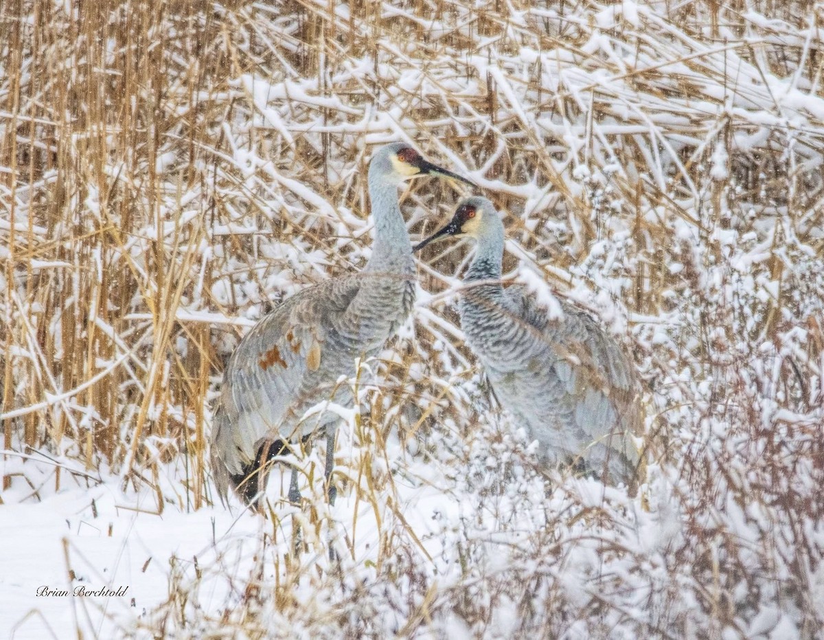 Sandhill Crane - ML646290653