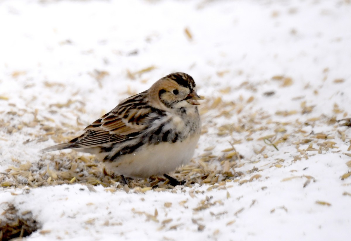Lapland Longspur - ML646290654