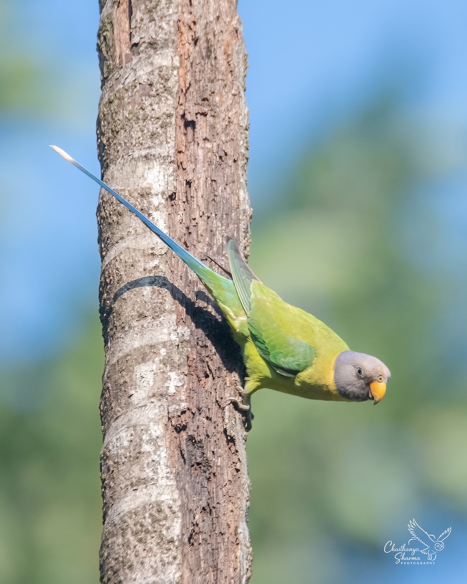 Perruche à tête prune - ML646290655