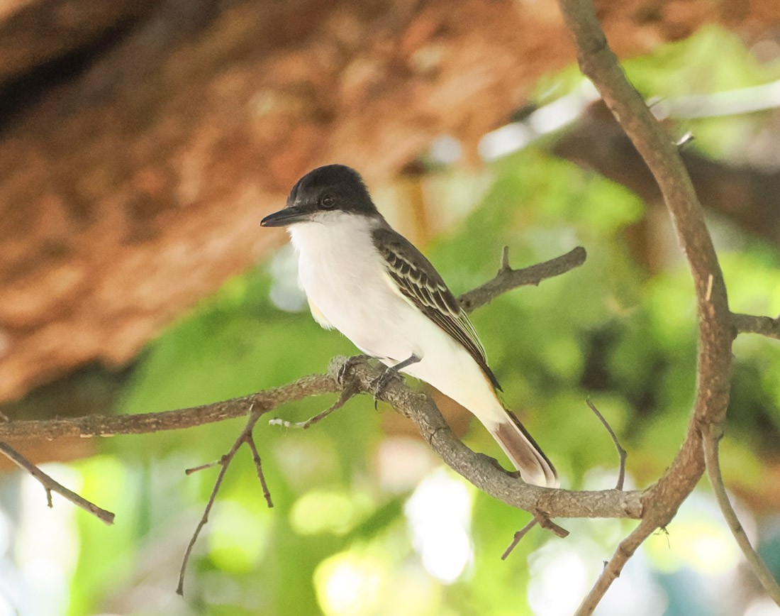 Loggerhead Kingbird - ML646290656