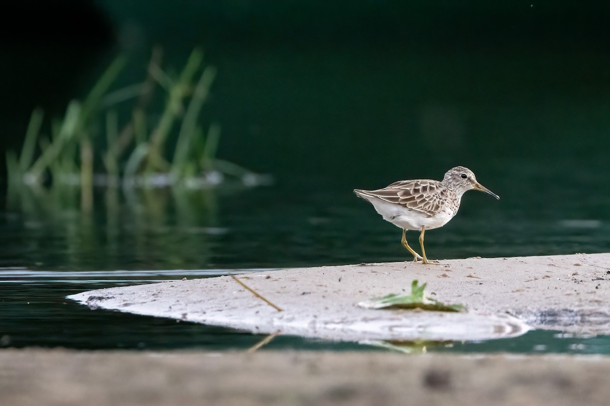 Pectoral Sandpiper - ML646290657