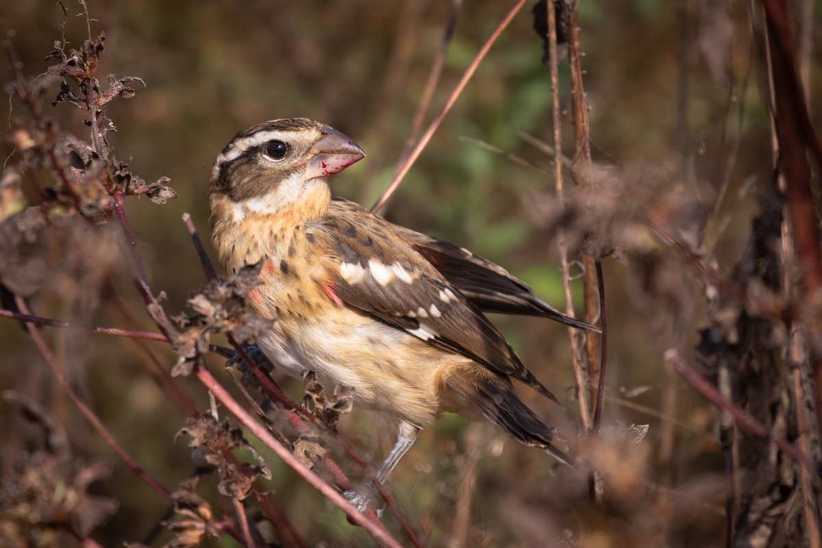 Rose-breasted Grosbeak - ML646290658