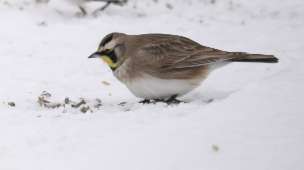 Horned Lark - ML646290660