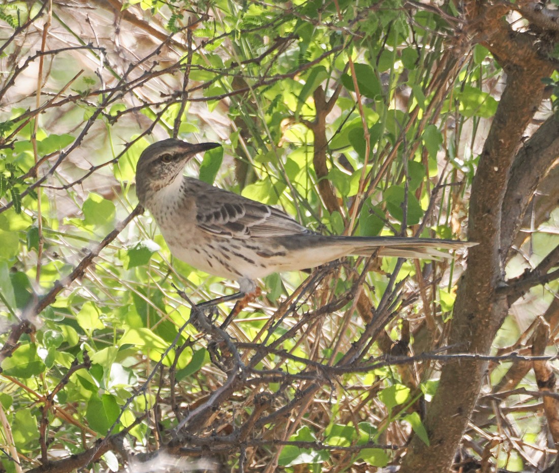 Bahama Mockingbird - ML646290666
