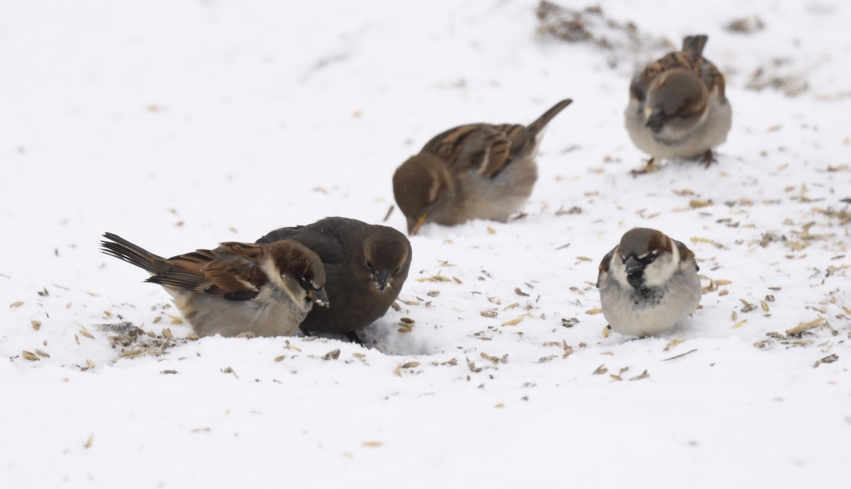House Sparrow - ML646290667