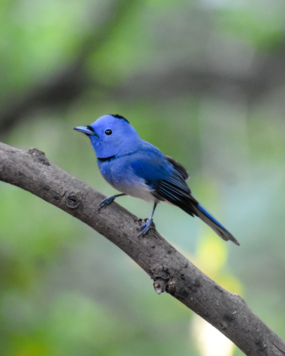 Black-naped Monarch - ML646290668