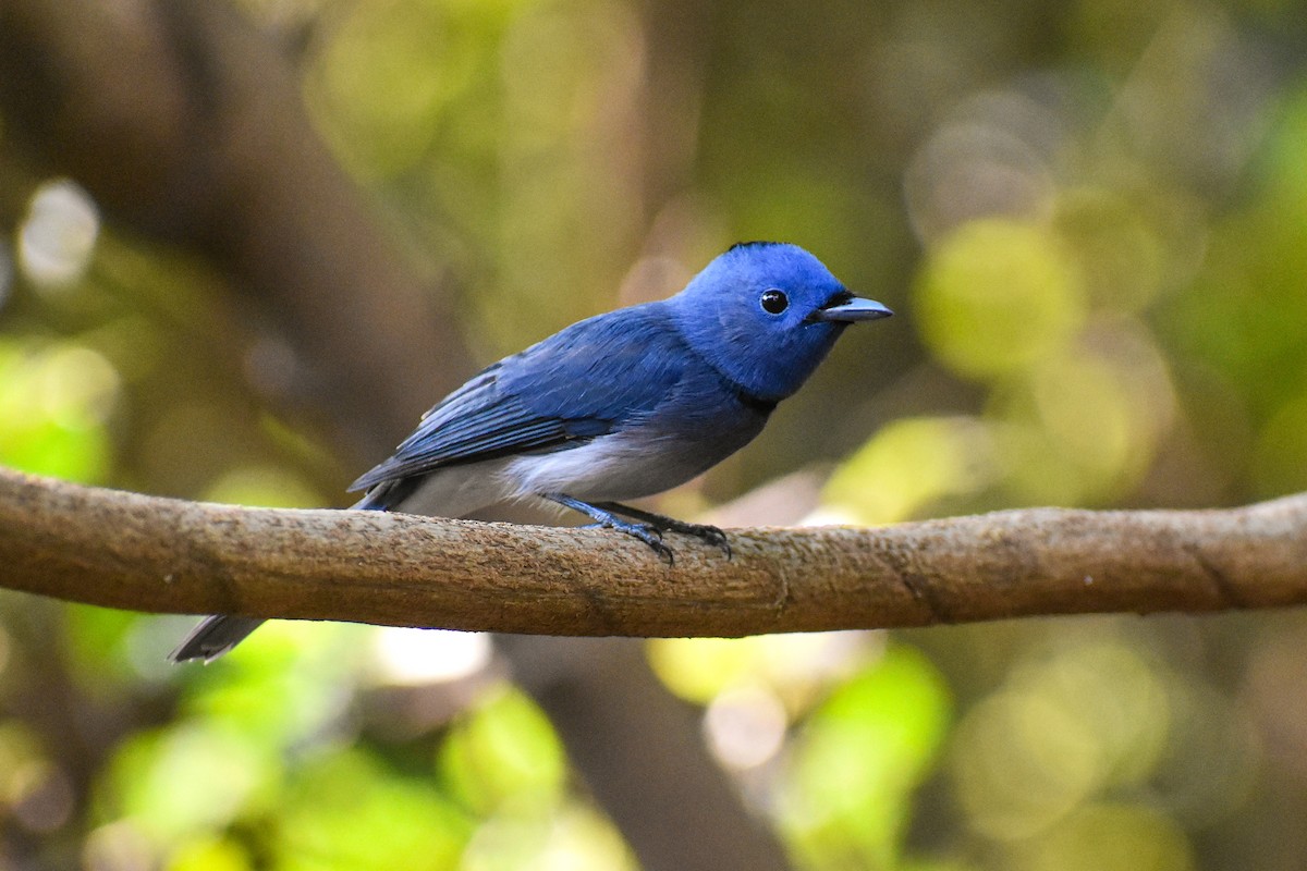 Black-naped Monarch - ML646290669