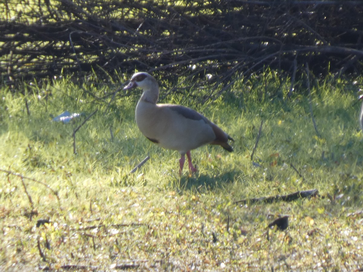 埃及雁 - ML646290670