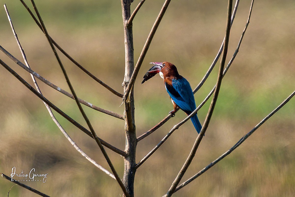 White-throated Kingfisher - ML646290680