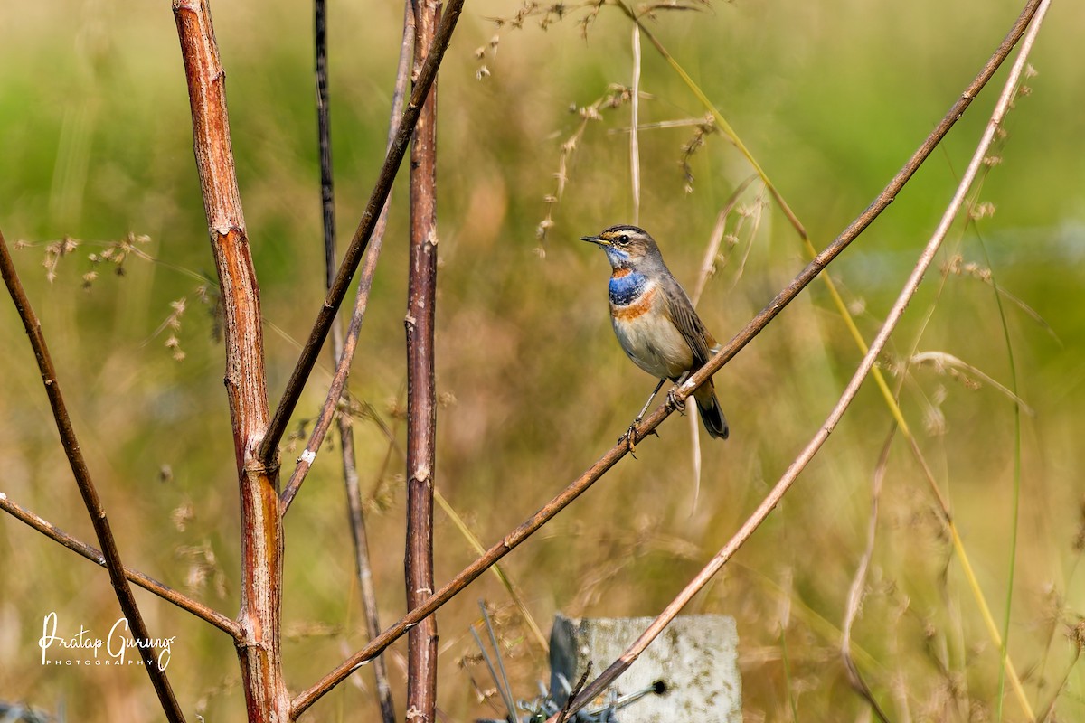 Bluethroat - ML646290691