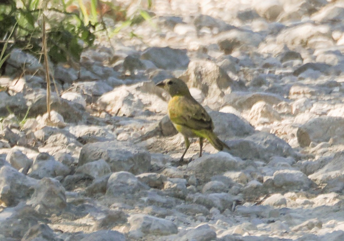 Saffron Finch - ML646290692