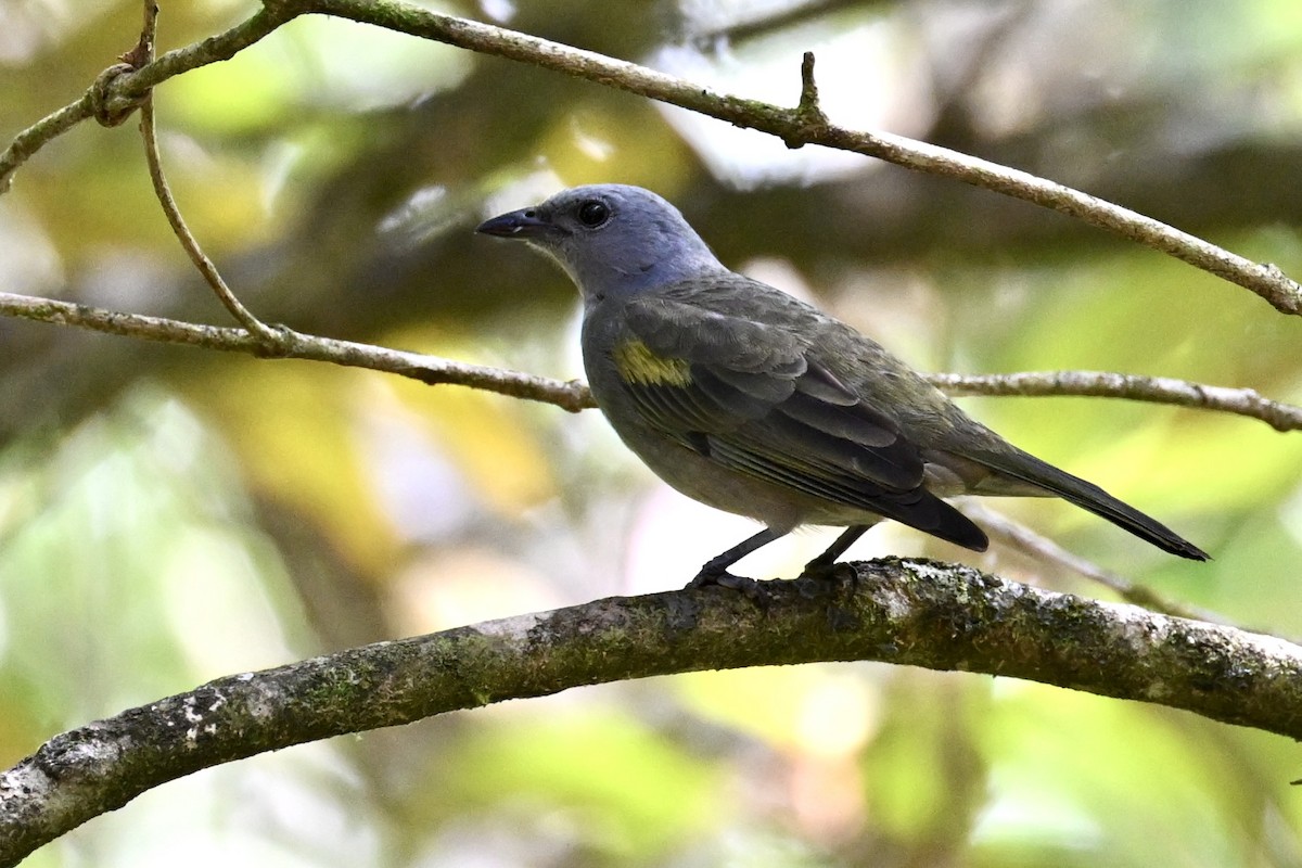 Golden-chevroned Tanager - ML646290693