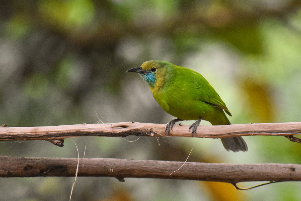 Jerdon's Leafbird - ML646290694