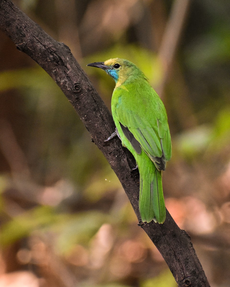 Jerdon's Leafbird - ML646290695