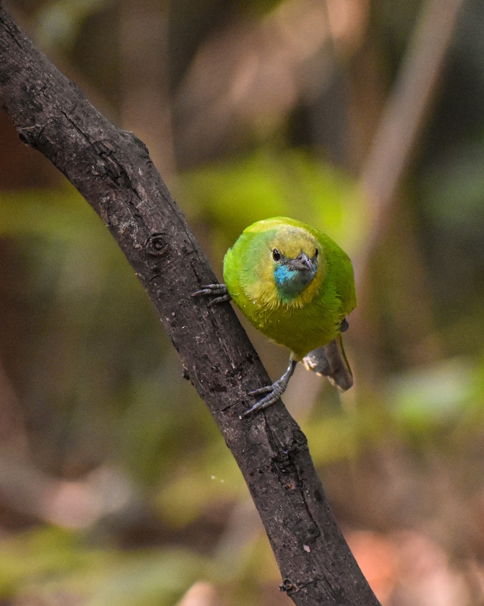 Jerdon's Leafbird - ML646290696