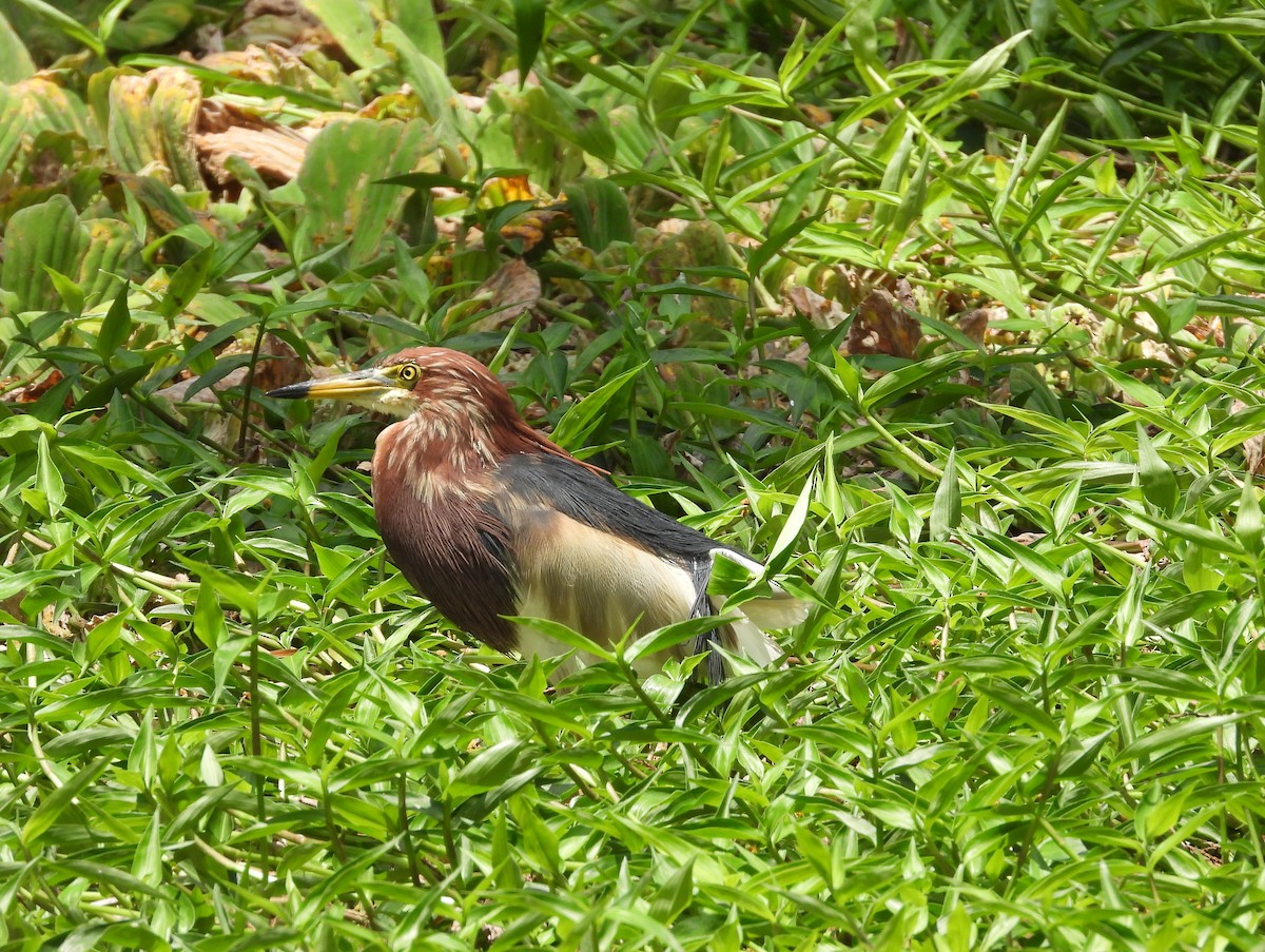 Chinese Pond-Heron - ML646290713