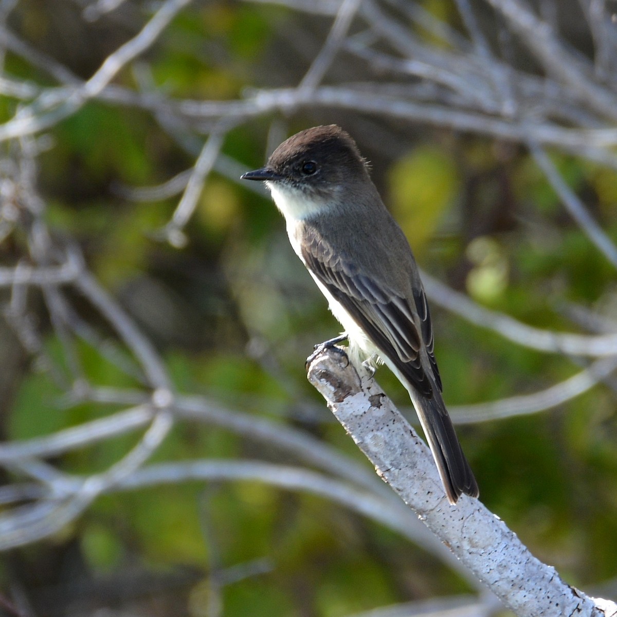 Eastern Phoebe - ML646290714