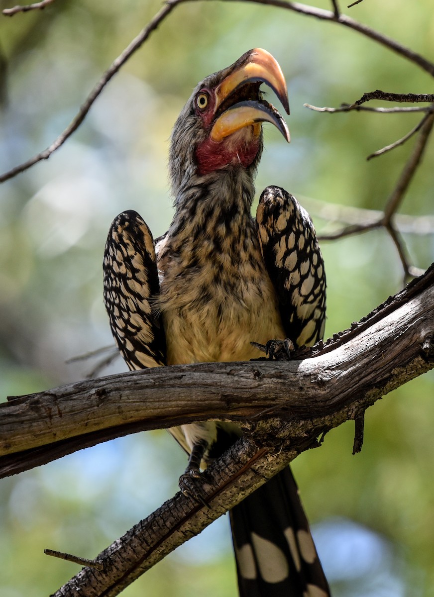 zoborožec jihoafrický - ML646290724