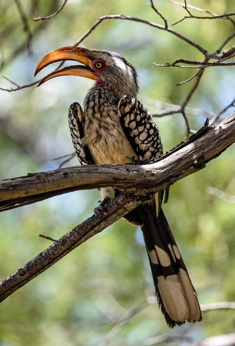 zoborožec jihoafrický - ML646290725