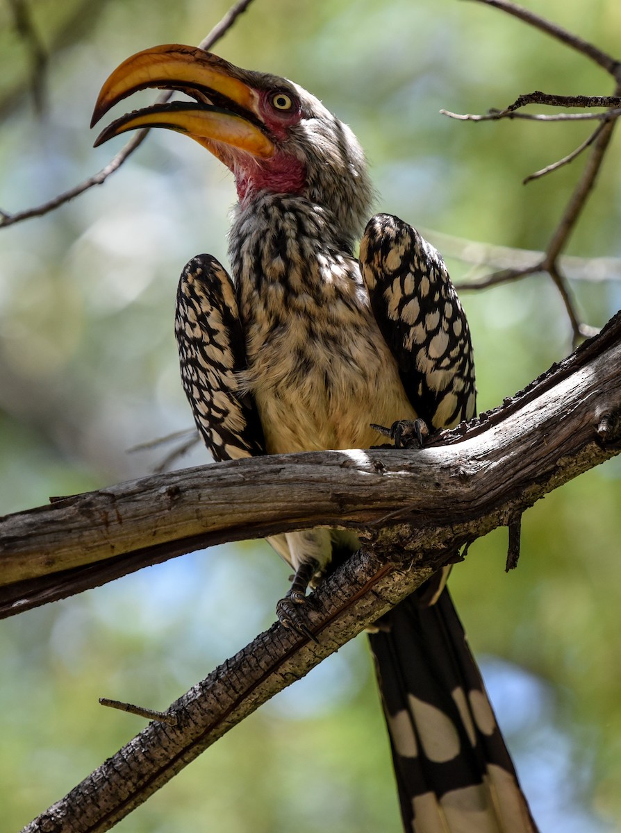 zoborožec jihoafrický - ML646290726