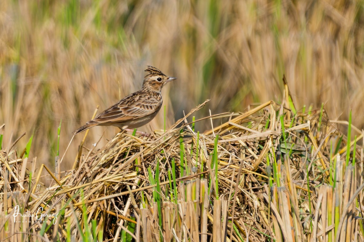 Oriental Skylark - ML646290754