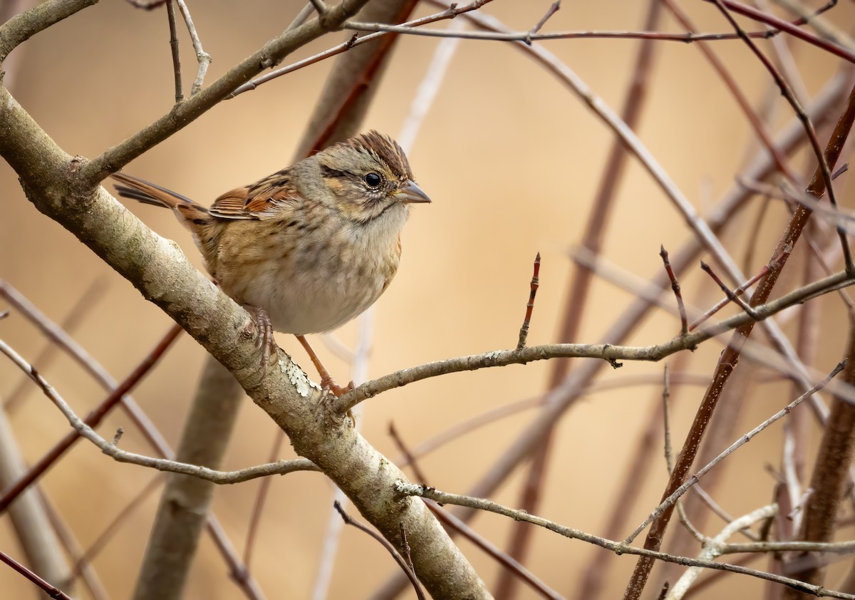 Swamp Sparrow - ML646290758