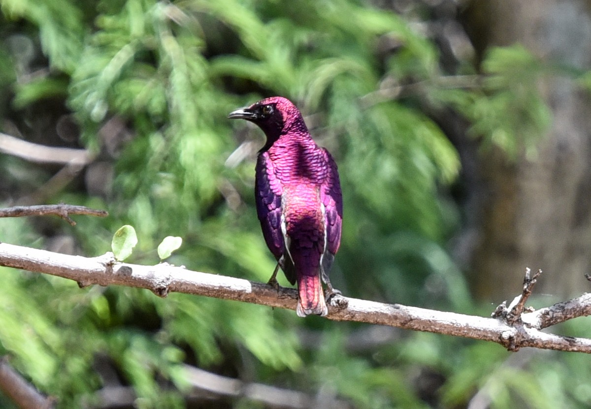 leskoptev bělobřichá - ML646290759