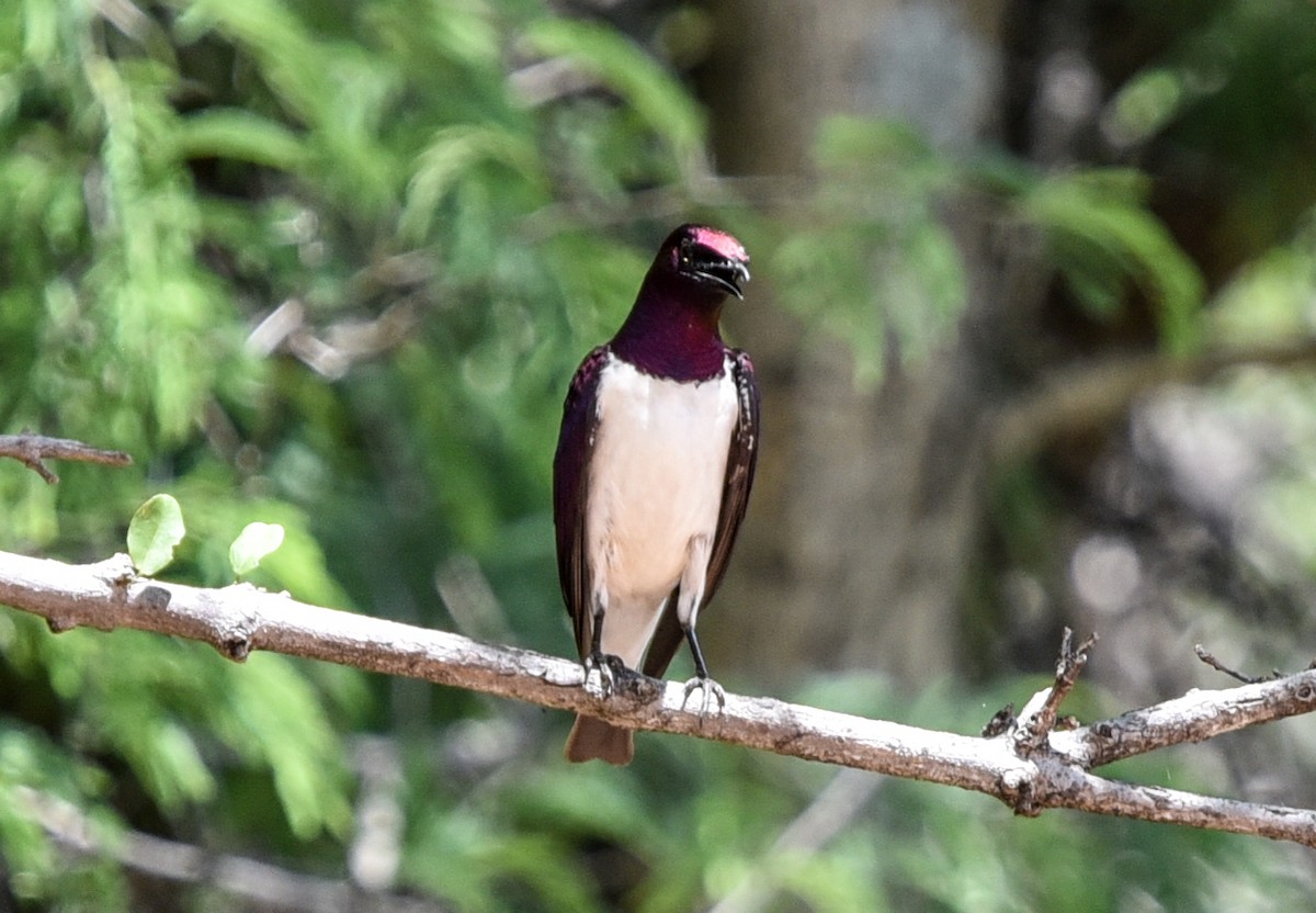 leskoptev bělobřichá - ML646290760