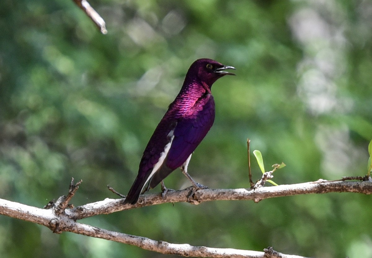 leskoptev bělobřichá - ML646290761