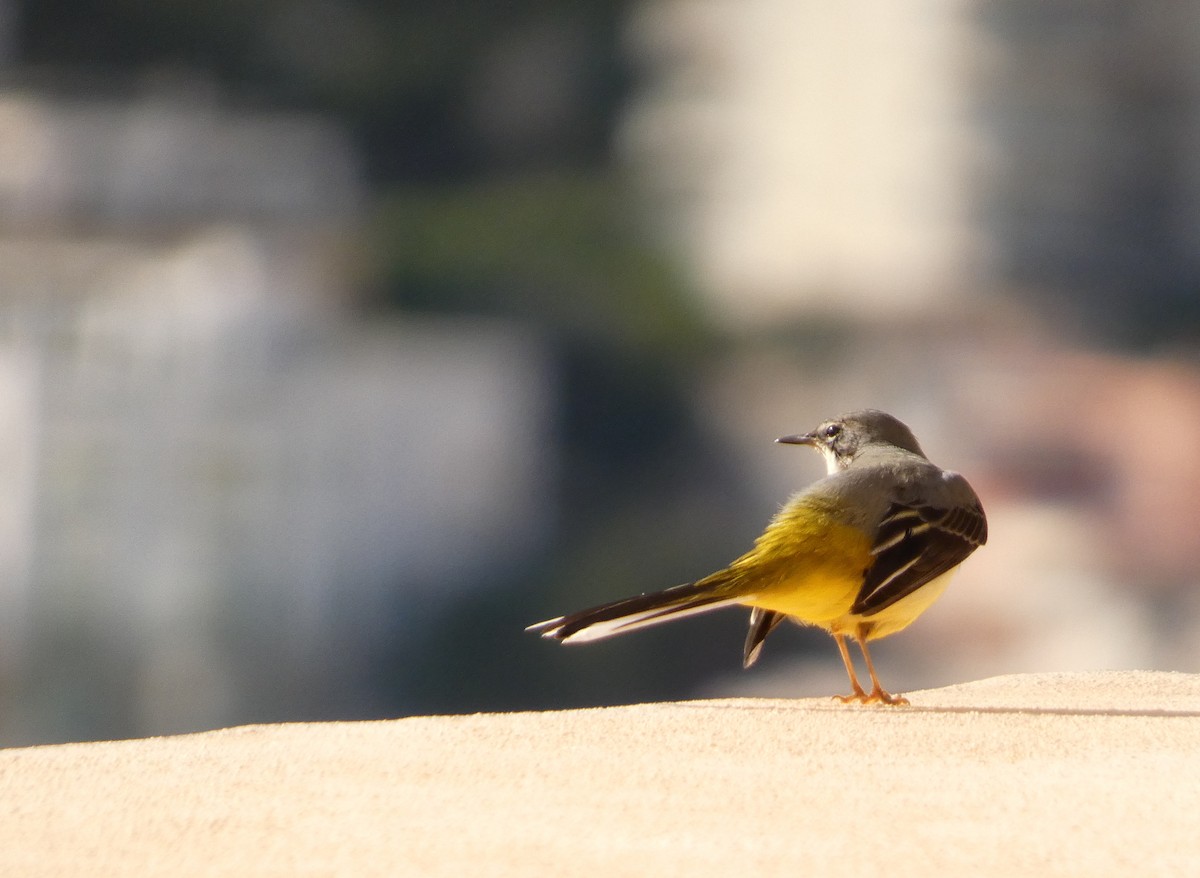 Gray Wagtail - ML646290763