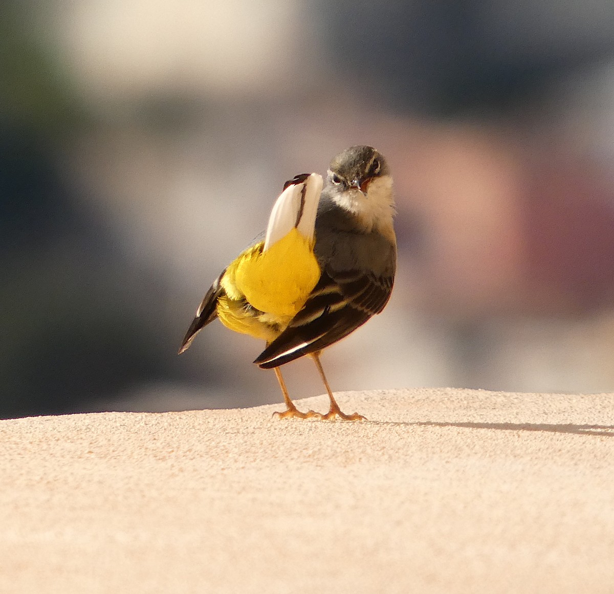 Gray Wagtail - ML646290764