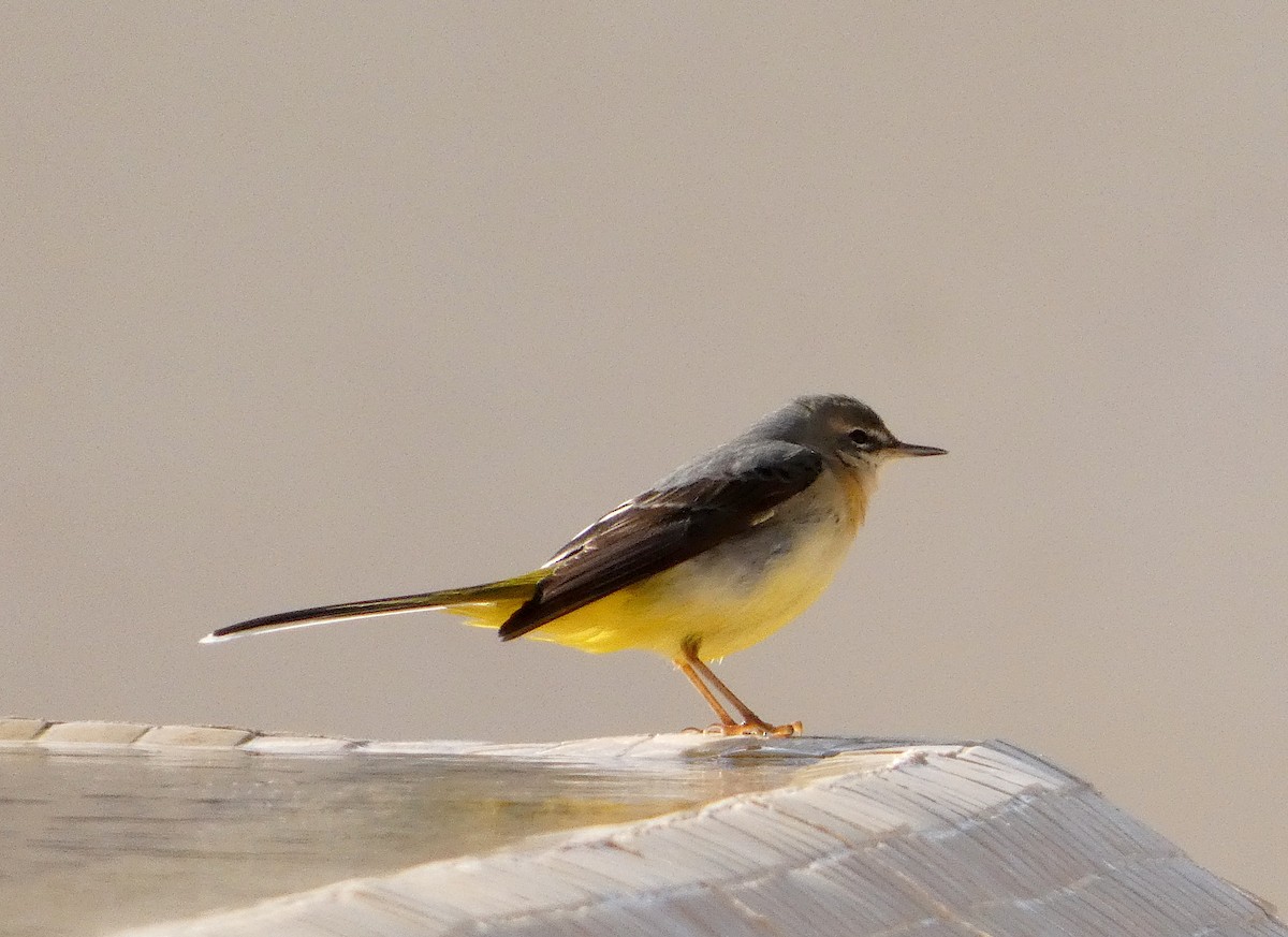 Gray Wagtail - ML646290765