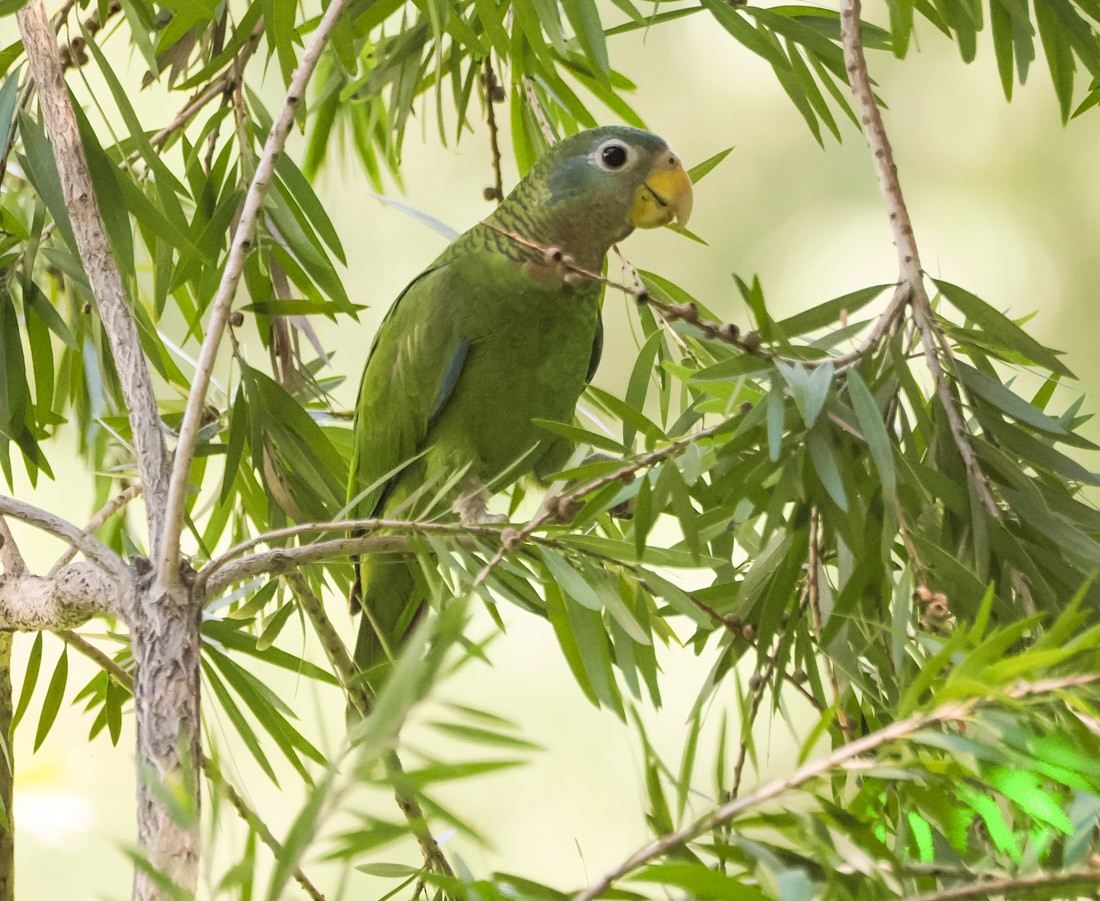 Yellow-billed Amazon - ML646290766
