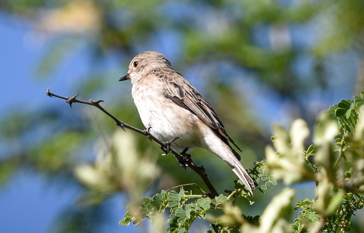 lejsek šedý [skupina striata] - ML646290769