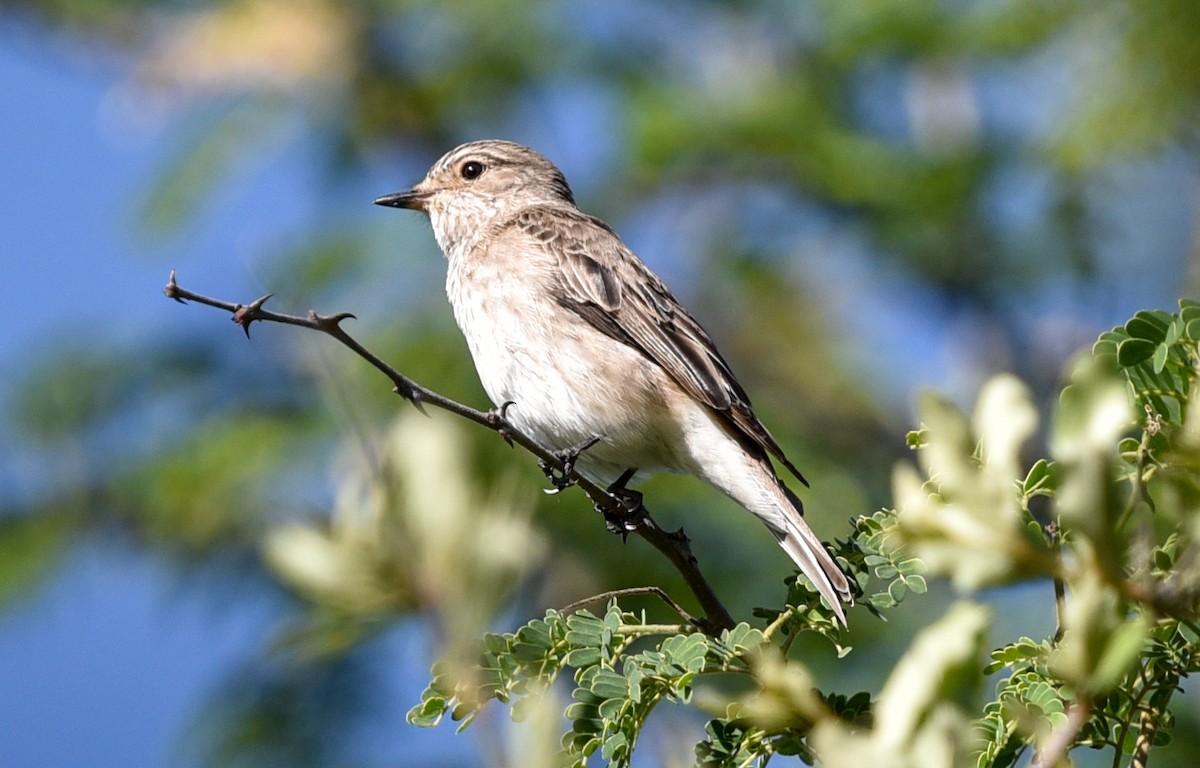 lejsek šedý [skupina striata] - ML646290770