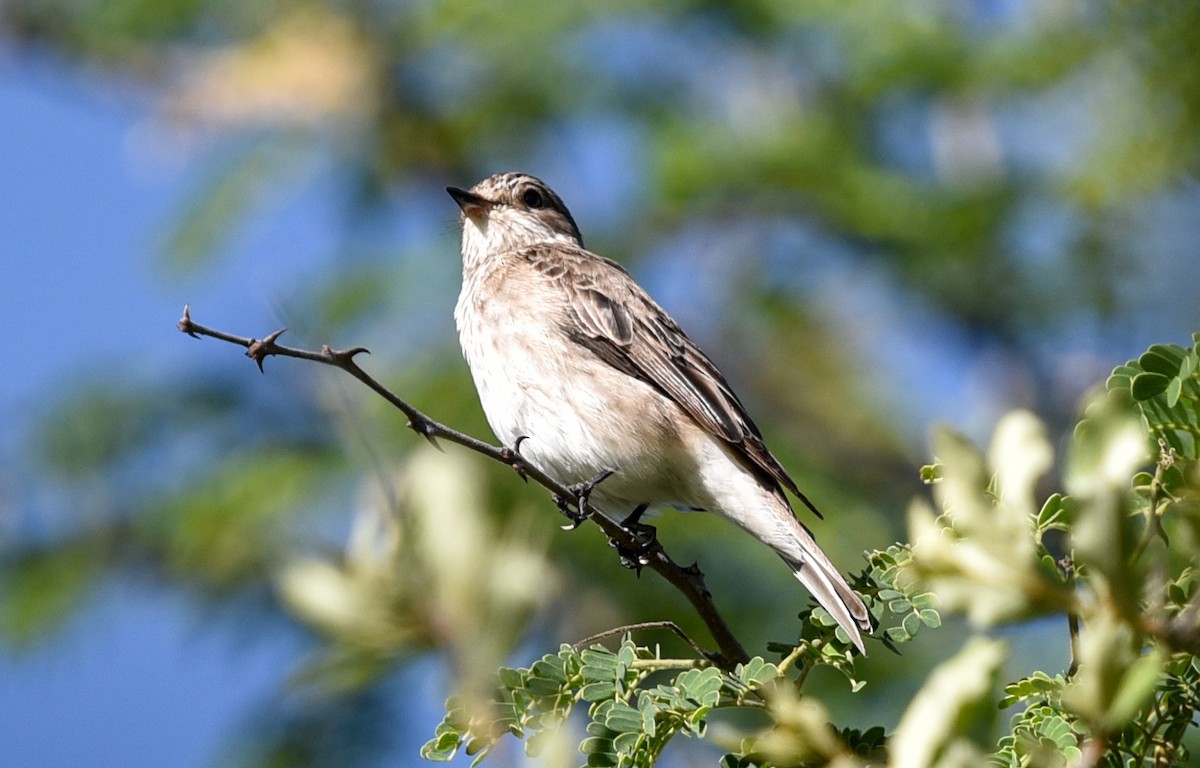 lejsek šedý [skupina striata] - ML646290771